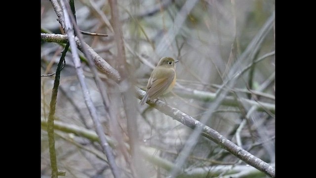  - Red-flanked Bluetail