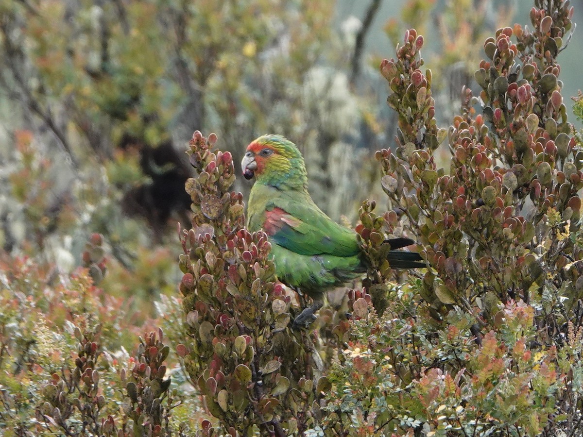 Red-faced Parrot - ML517912721