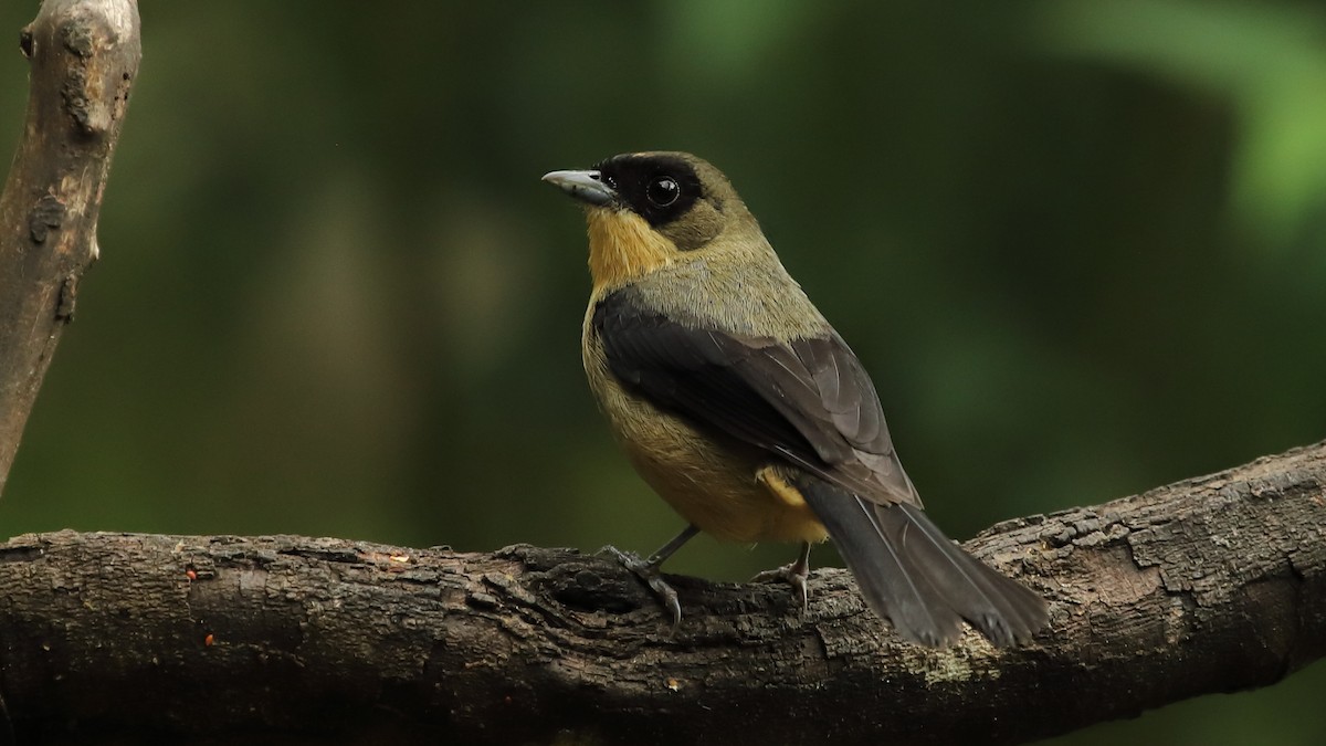 Black-goggled Tanager - ML517915131