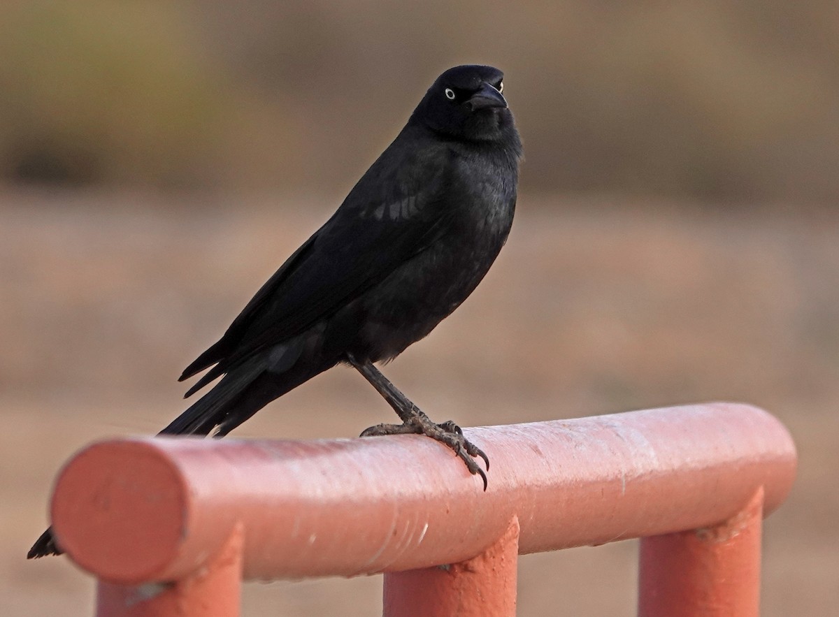 Great-tailed Grackle - ML517920391