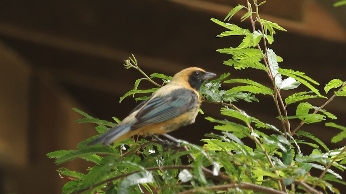 Burnished-buff Tanager - ML517922271