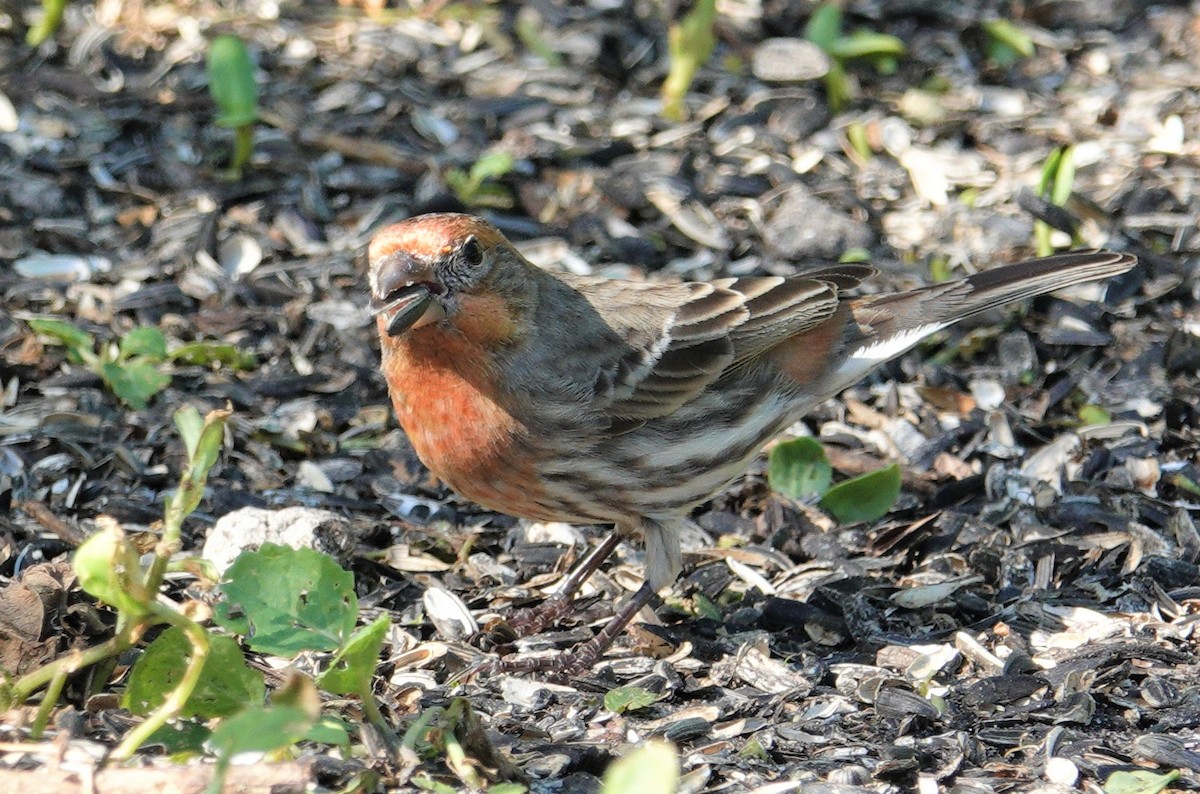eBird Checklist 29 Dec 2022 The Celery Fields 12 species
