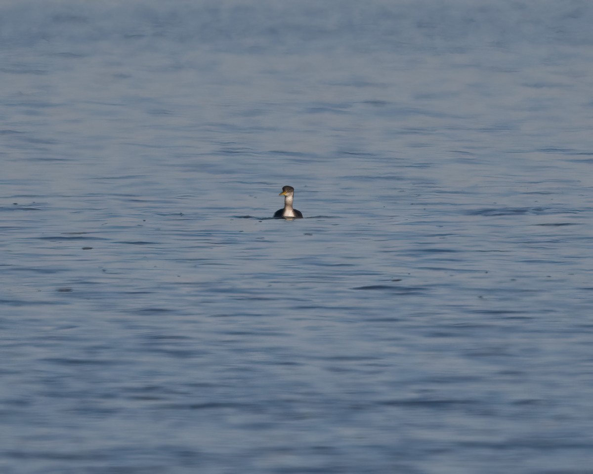 Red-necked Grebe - ML517924361