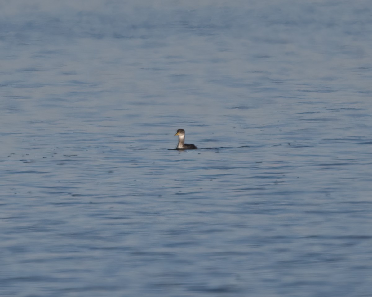 Red-necked Grebe - ML517924371