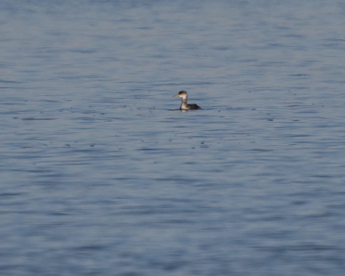 Red-necked Grebe - ML517924381