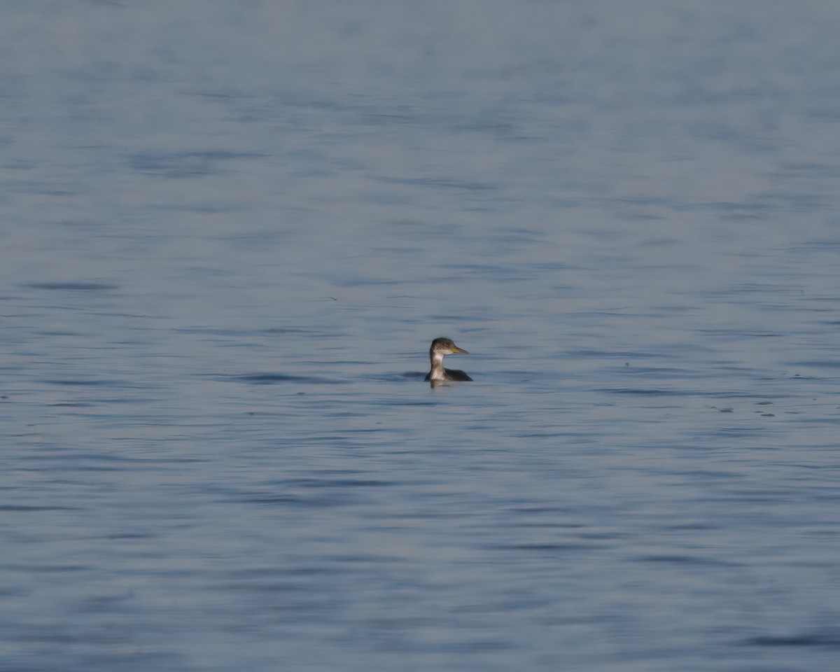 Red-necked Grebe - ML517924391