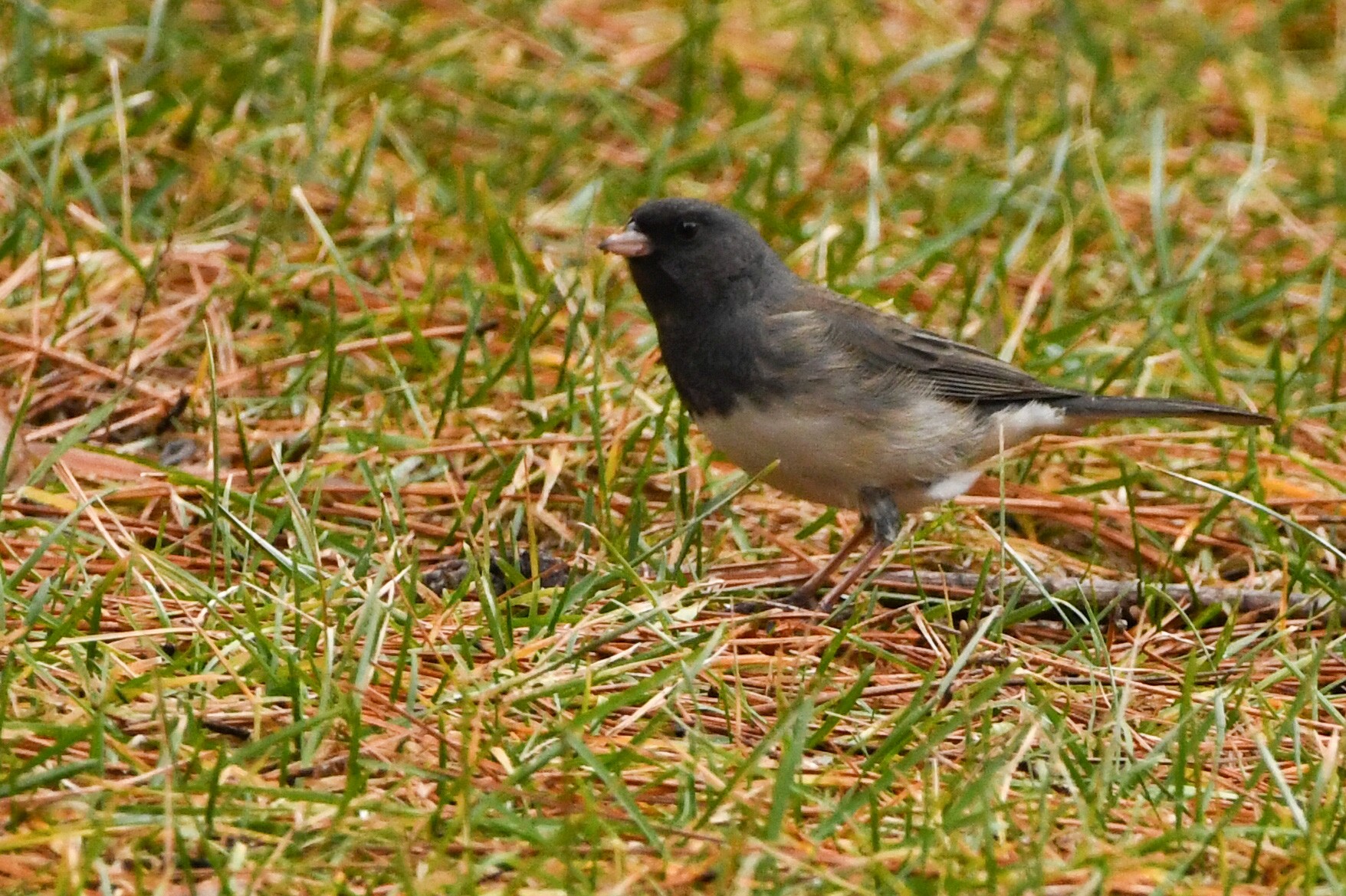 Juncos... - Help Me Identify a North American Bird - Whatbird Community