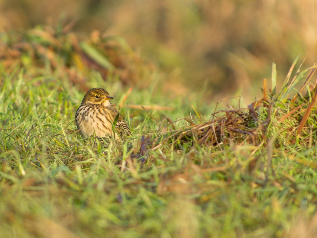 Meadow Pipit - ML517927501