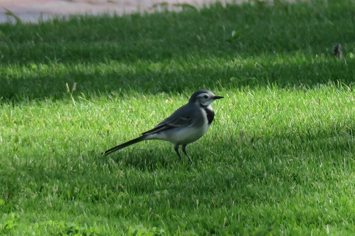 White Wagtail (White-faced) - ML517927881