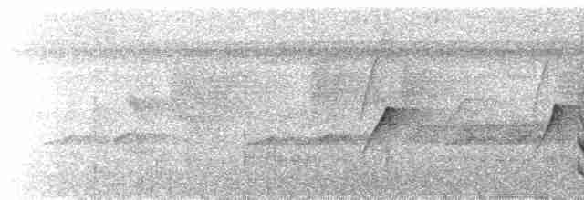 blåkronemanakin (coronata gr.) - ML517929261
