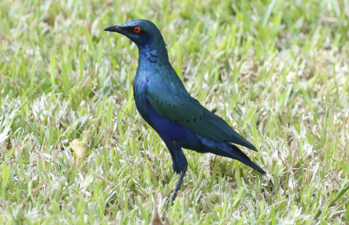 Bronze-tailed Starling - ML517929611