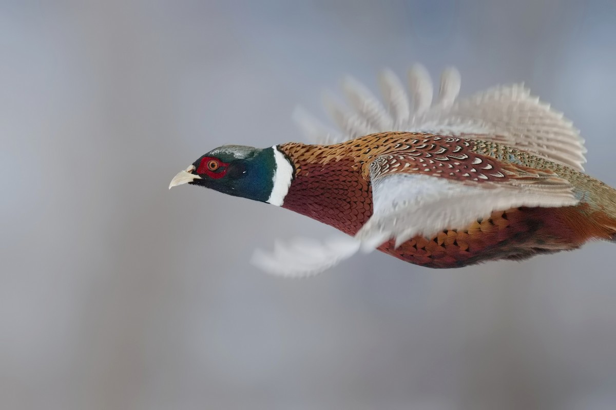 Ring-necked Pheasant - ML517935901