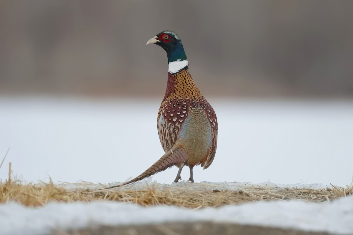 Ring-necked Pheasant - Ben  Sonnenberg