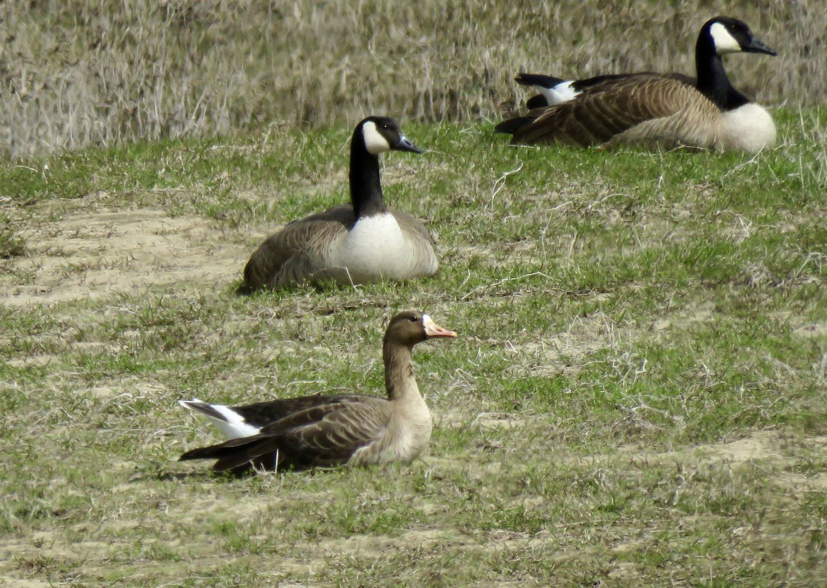 Greater White-fronted Goose - ML51794361