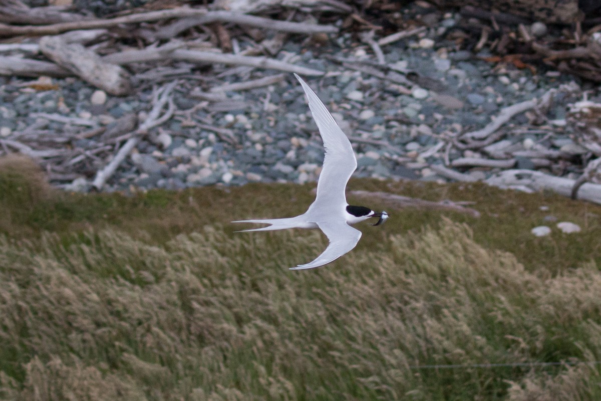 White-fronted Tern - ML517946491