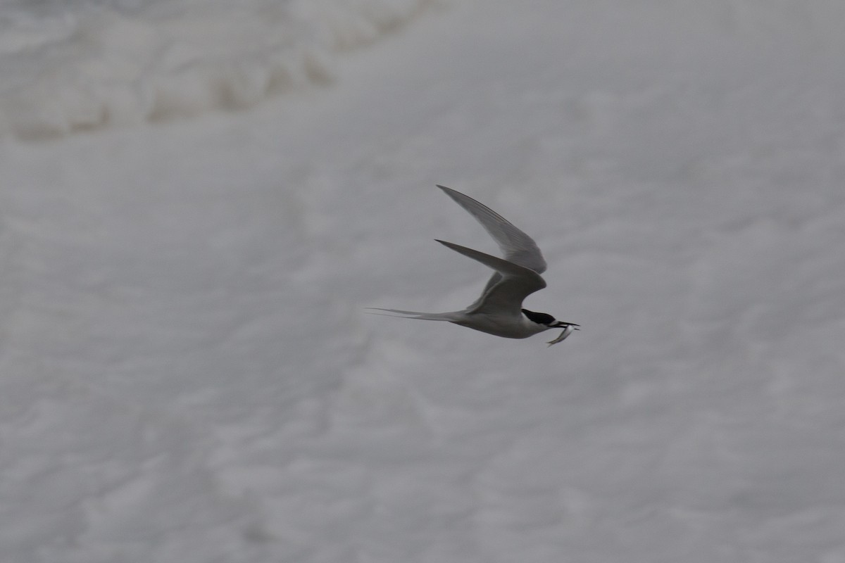 White-fronted Tern - ML517946501