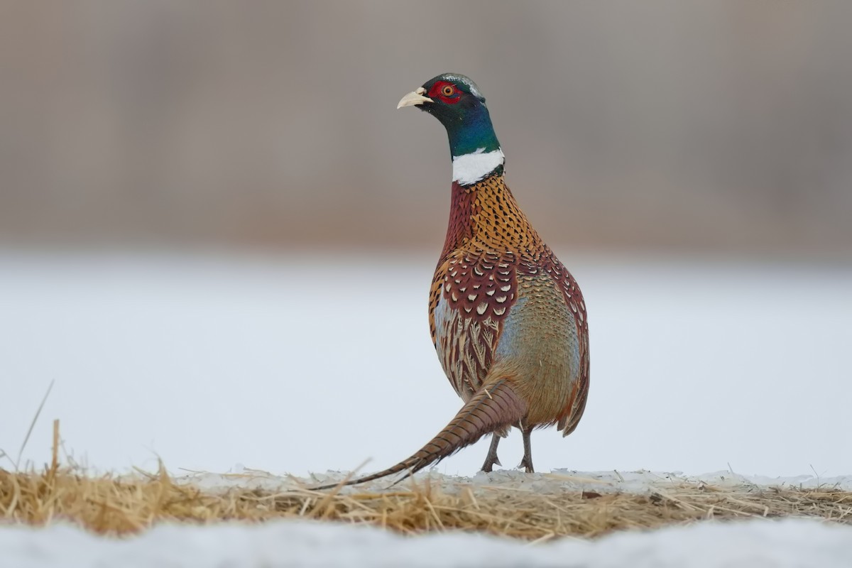 Ring-necked Pheasant - ML517947111