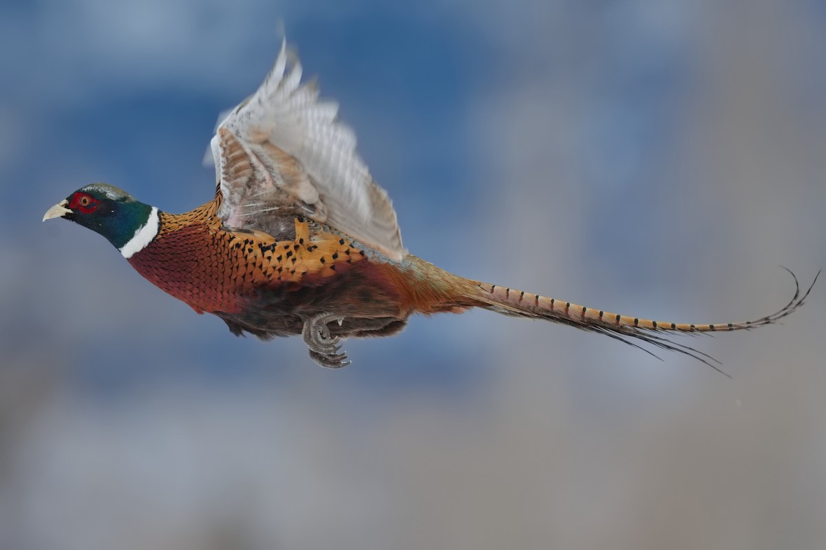 Ring-necked Pheasant - ML517947121