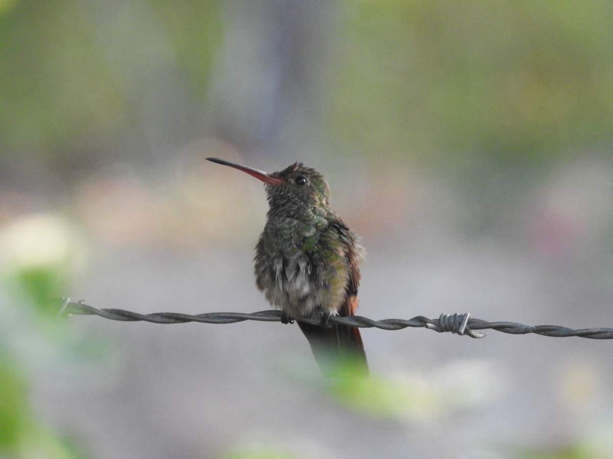 Rufous-tailed Hummingbird - Jane Crawford