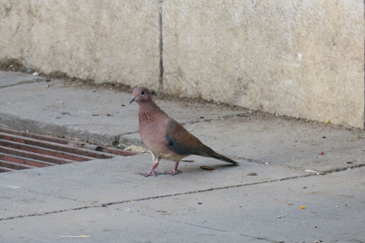 Laughing Dove - ML517953871