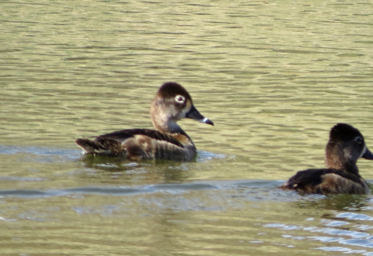 Ring-necked Duck - ML51795701