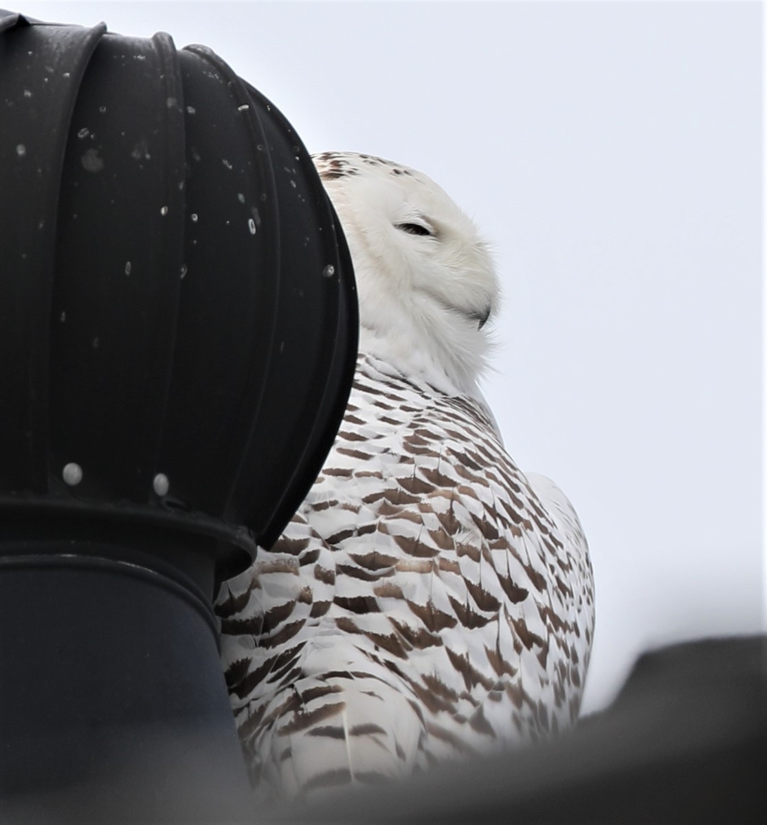 Snowy Owl - ML517963691