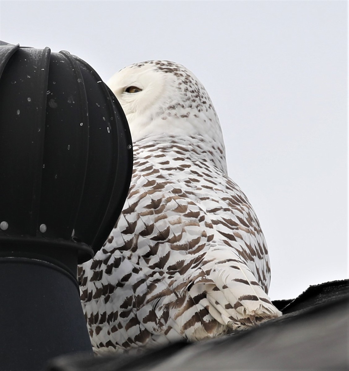 Snowy Owl - ML517963811