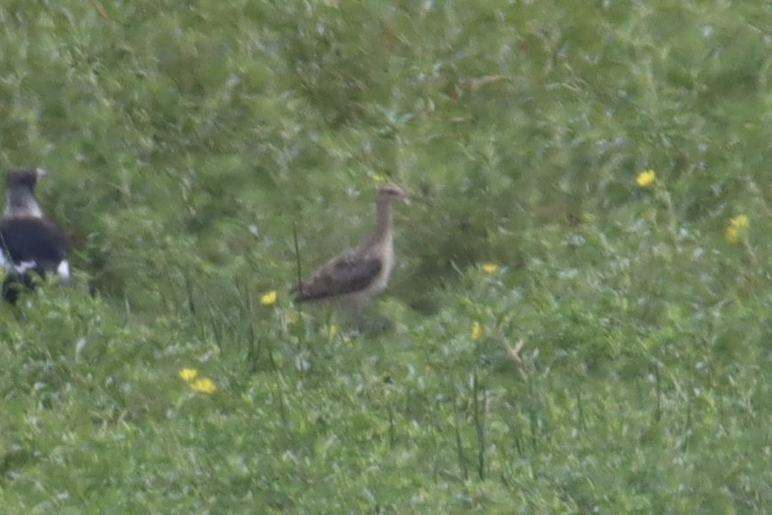 Little Curlew - ML517970701