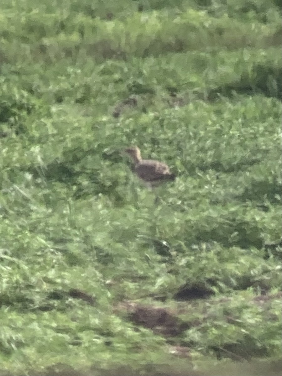 Little Curlew - ML517970731