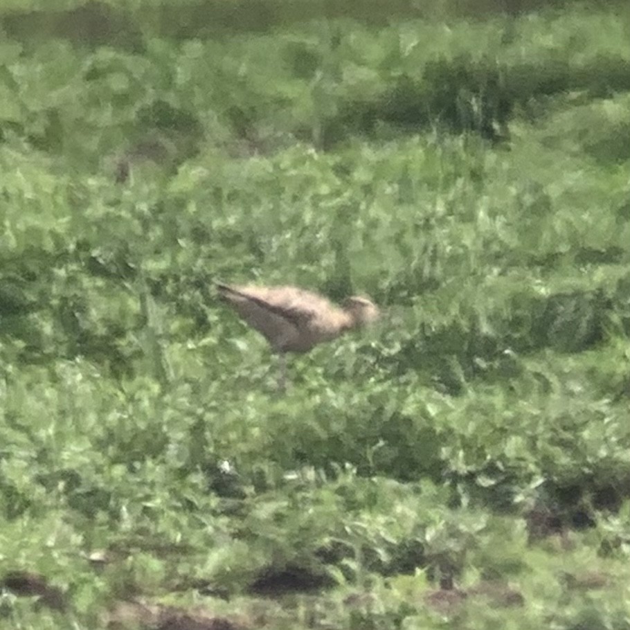 Little Curlew - ML517970741
