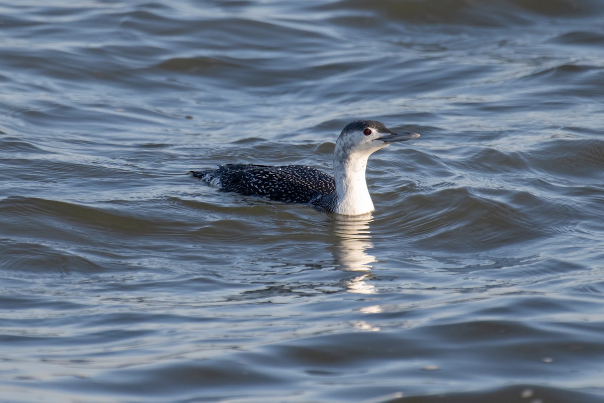 Red-throated Loon - ML517971441