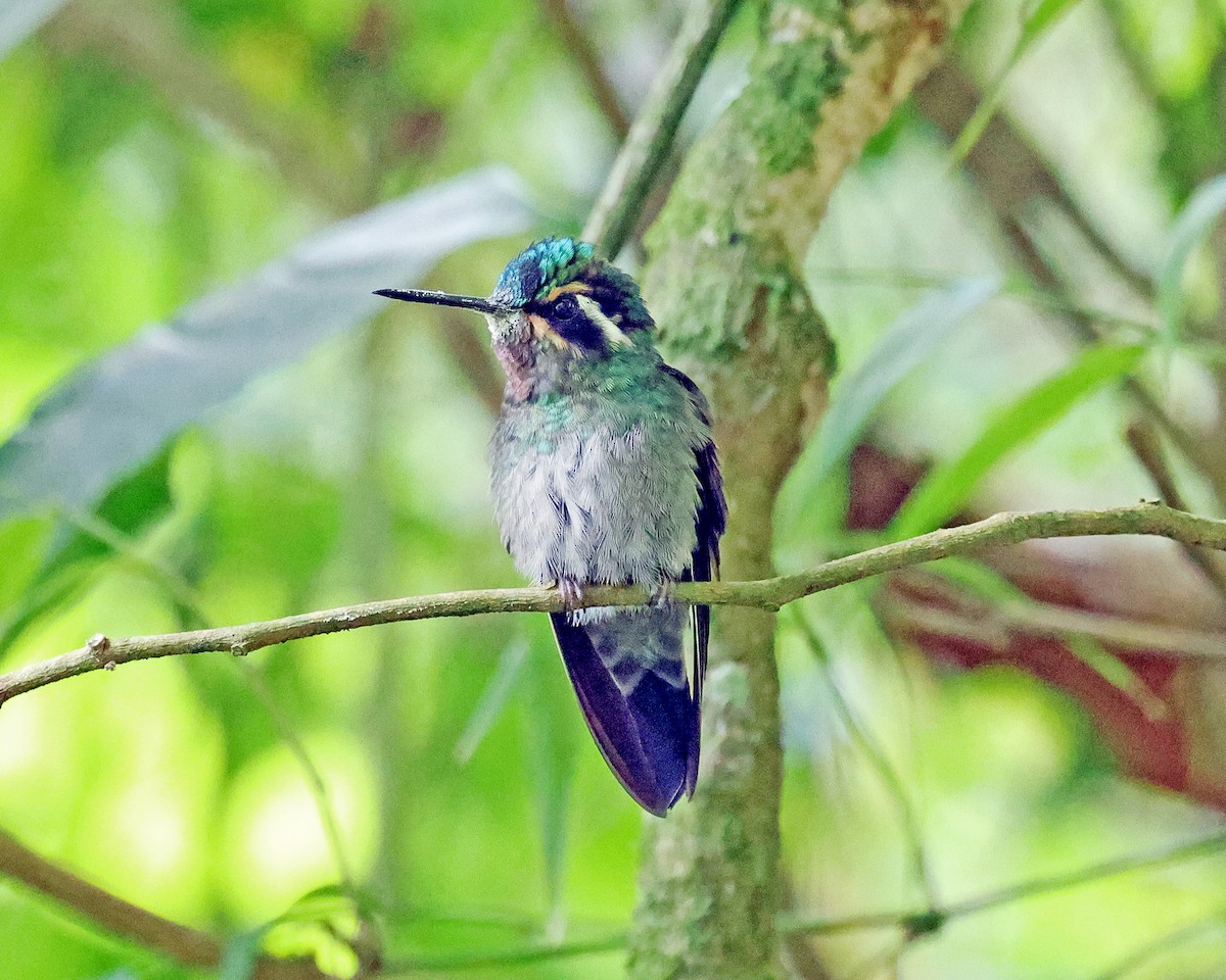 kolibřík fialovohrdlý - ML517971701