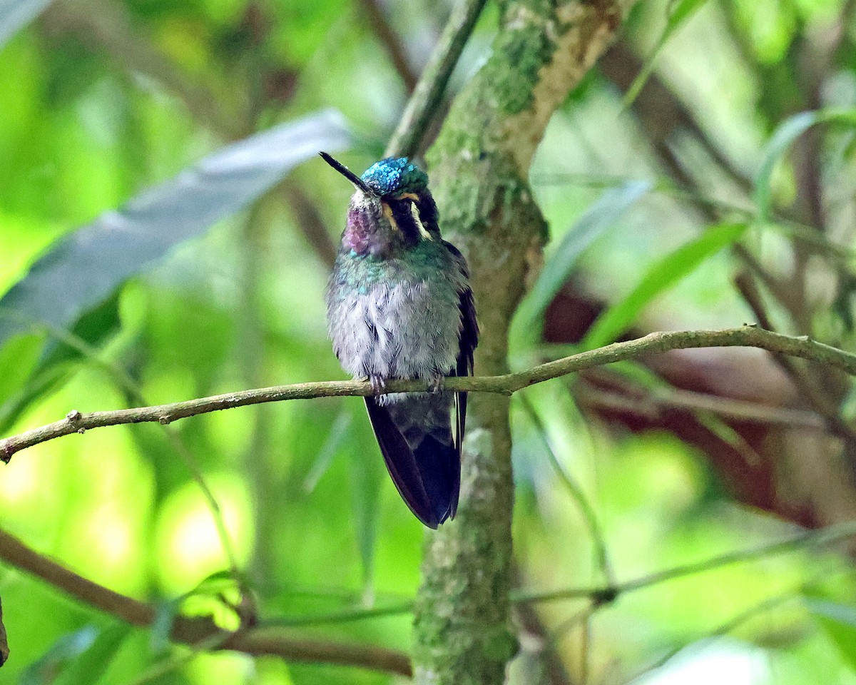 kolibřík fialovohrdlý - ML517971711