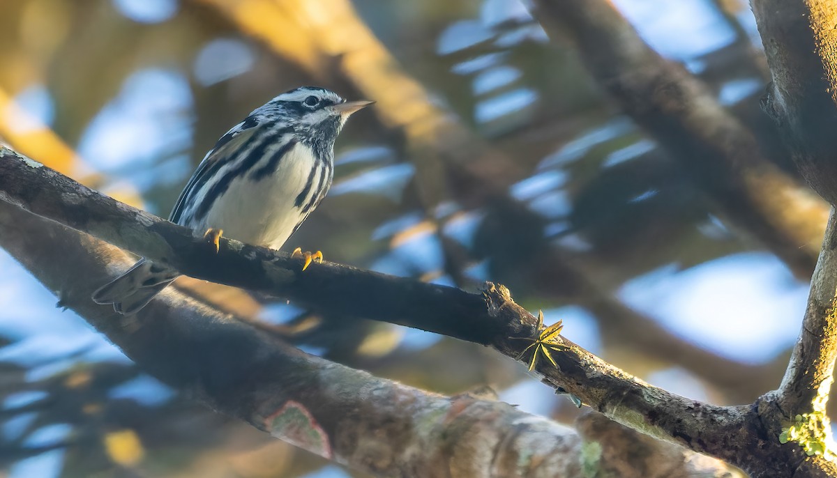 Black-and-white Warbler - ML517977741