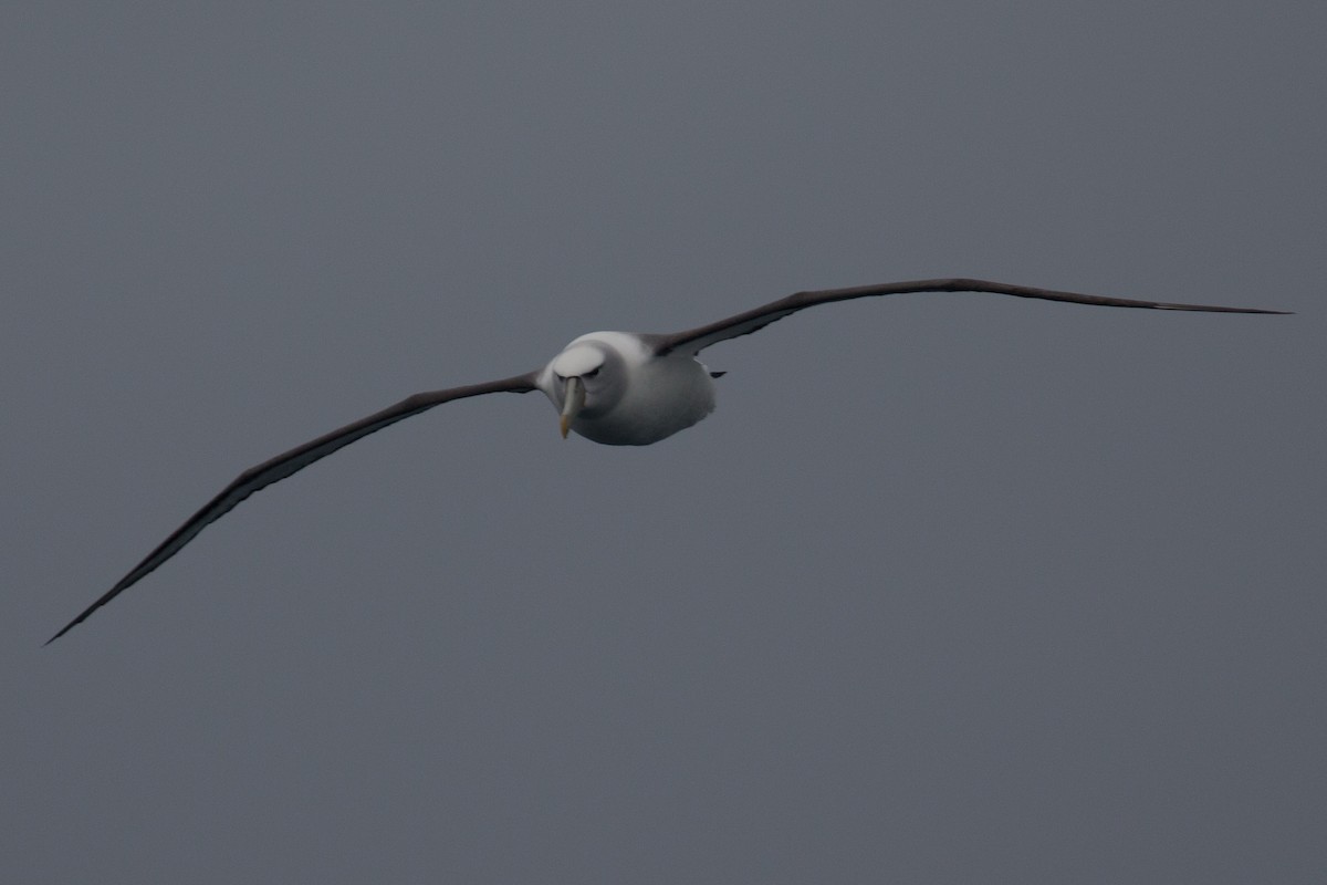 White-capped Albatross - ML517985781