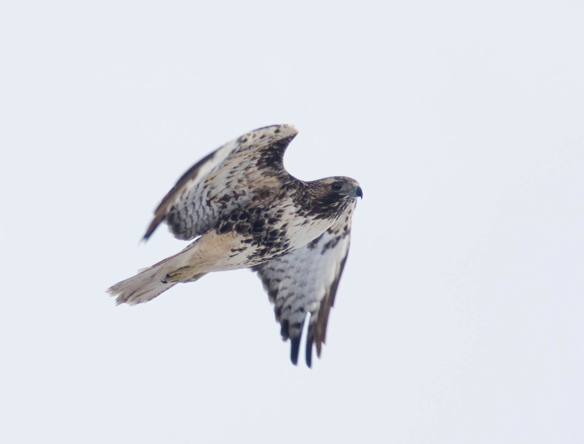 Red-tailed Hawk - ML517989501