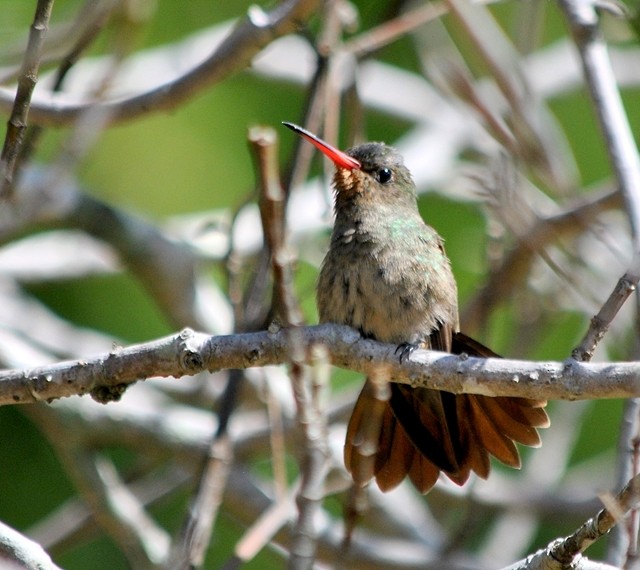 Gilded Hummingbird - Julián Tocce