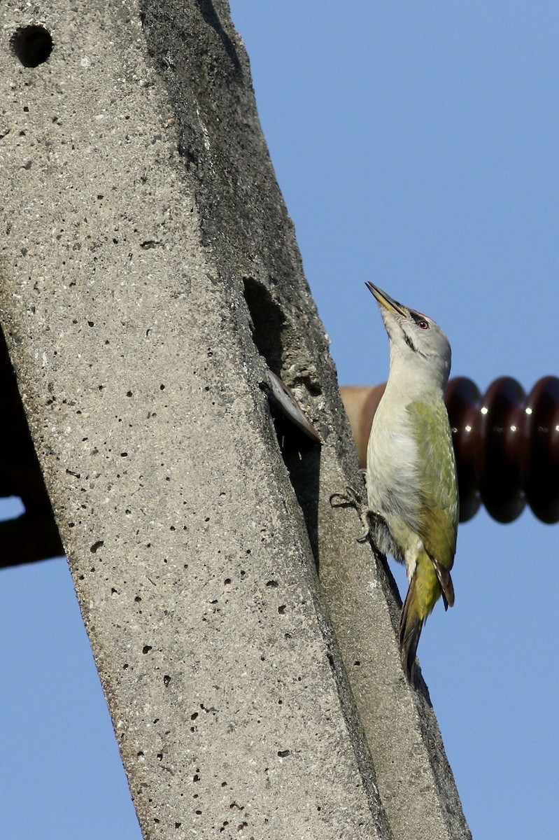 Gray-headed Woodpecker - ML517993951