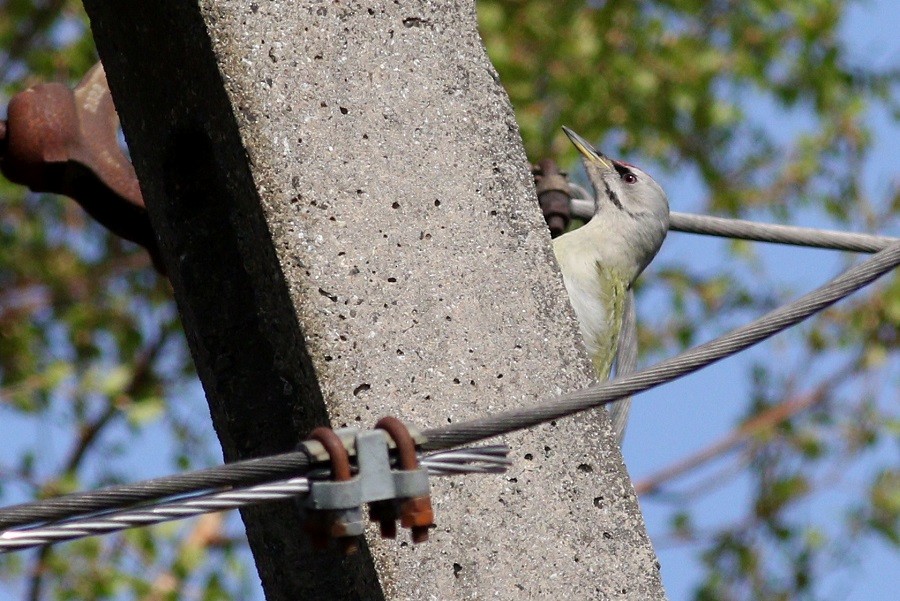Gray-headed Woodpecker - ML517993971