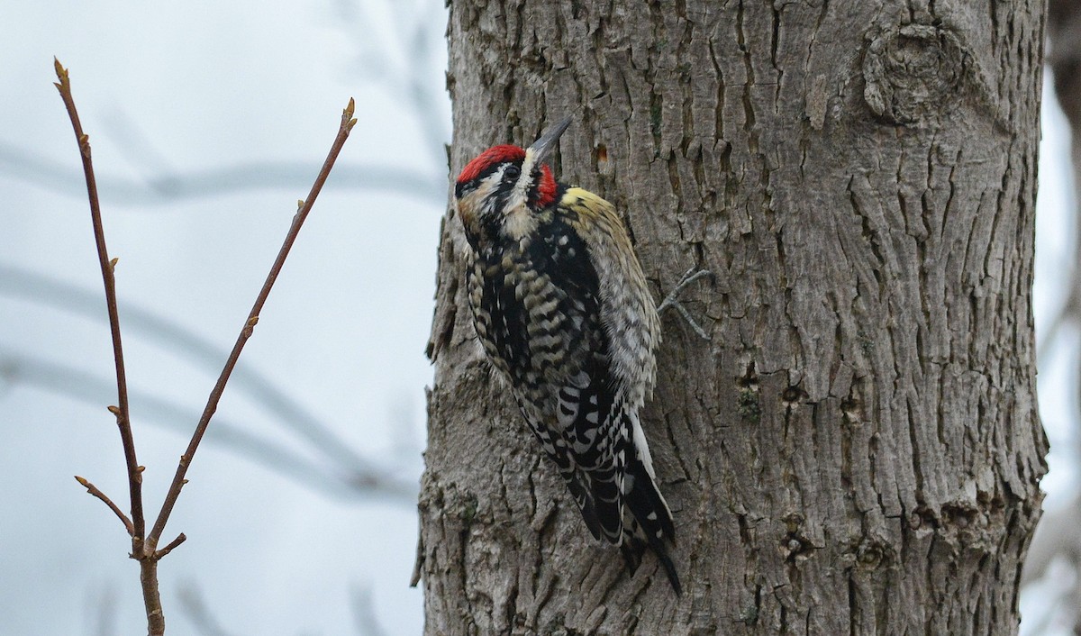 Yellow-bellied Sapsucker - James Frith