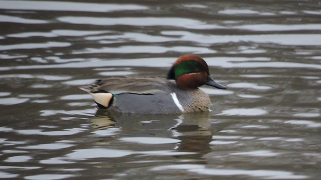 Green-winged Teal - ML518002731