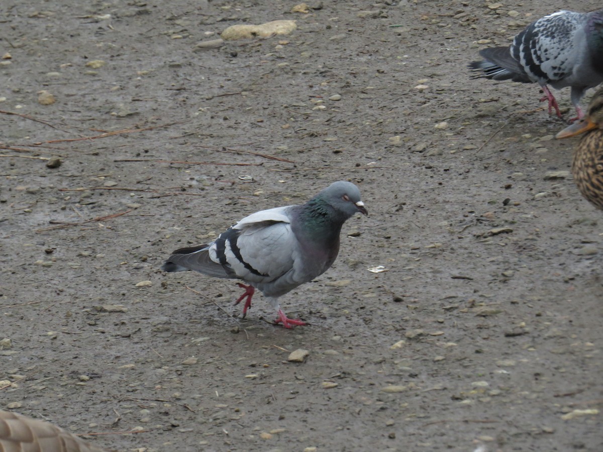 Rock Pigeon (Feral Pigeon) - Henry Burton