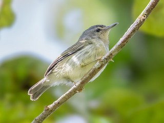  - Mindanao Plumed-Warbler