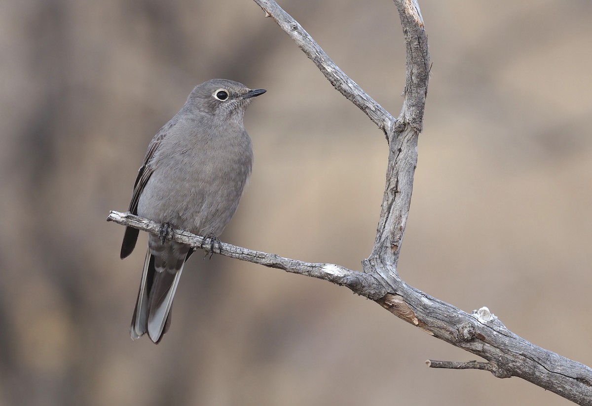 Townsend's Solitaire - ML518010291