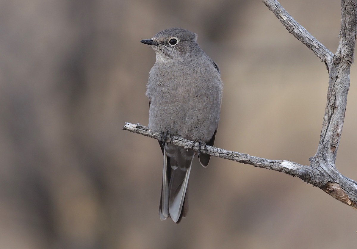 Townsend's Solitaire - ML518010441