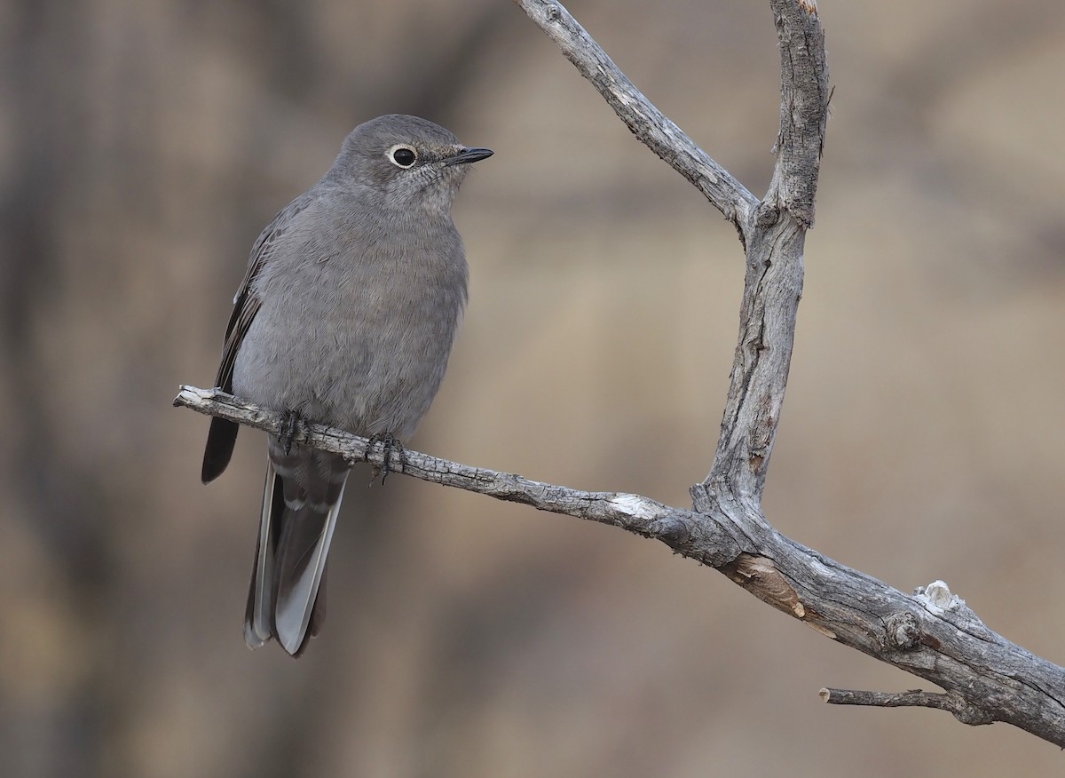 Townsend's Solitaire - Stephan Lorenz
