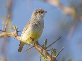  - Yellow-vented Eremomela