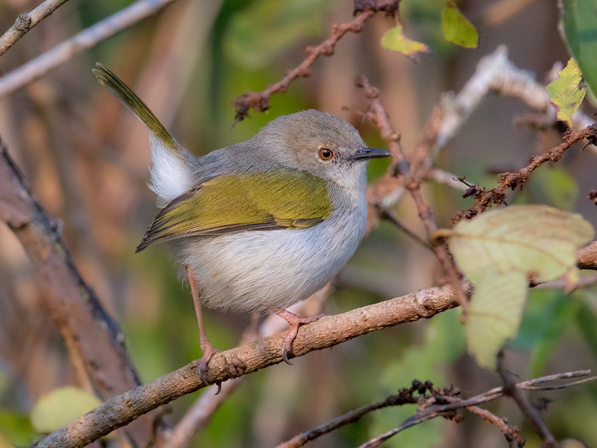 Hartert's Camaroptera - Camaroptera harterti - Birds of the World