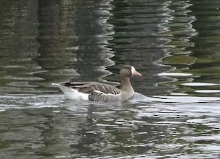 Greater White-fronted Goose, ML51801781