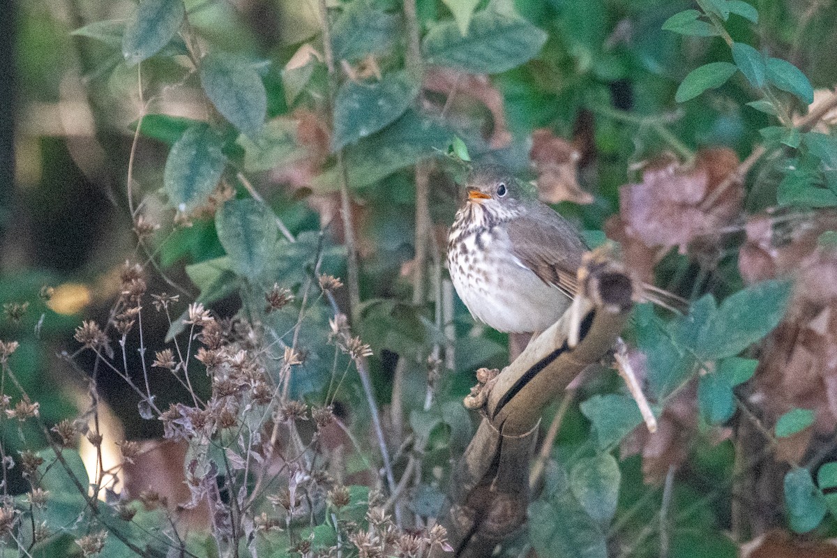 Hermit Thrush - ML518020851